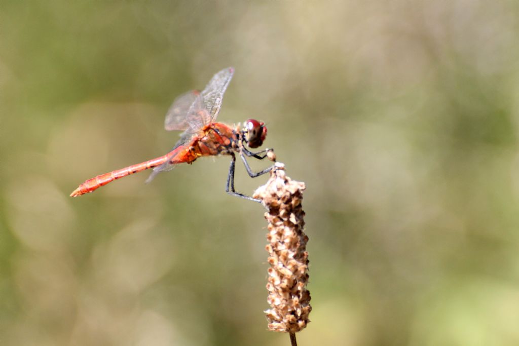 Sympetrum sanguineum? Tutti?
